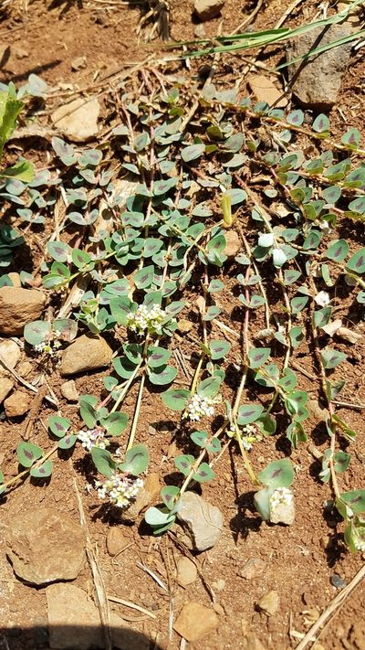 Euphorbia umbellulata, photographed by Alan Rockefeller