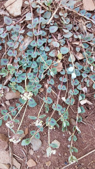 Euphorbia umbellulata, photographed by Alan Rockefeller