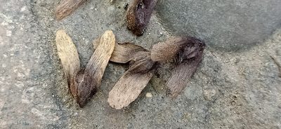 Pterocarya stenoptera, photographed by Ong Jyh Seng
