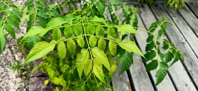 Koelreuteria bipinnata, photographed by Ong Jyh Seng
