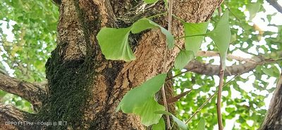 Ginkgo biloba, photographed by Ong Jyh Seng