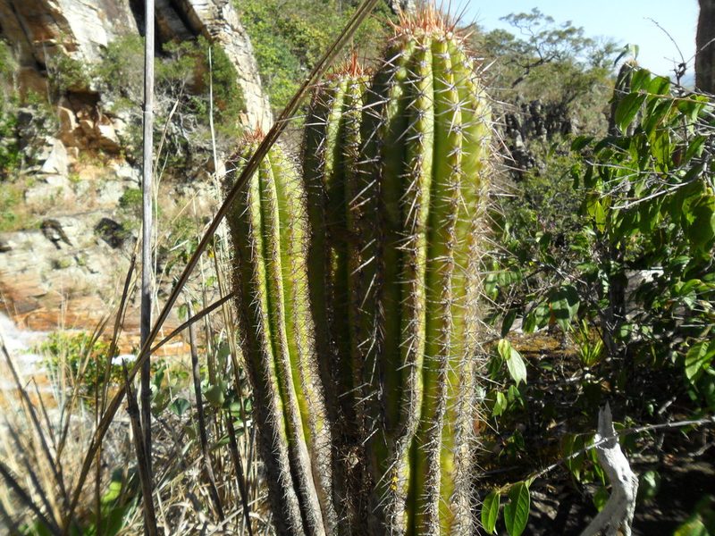 Pilosocereus machrisii, photographed by Márcia Martins