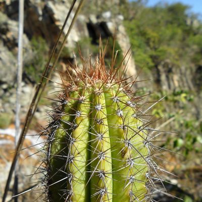 Pilosocereus machrisii, photographed by Márcia Martins