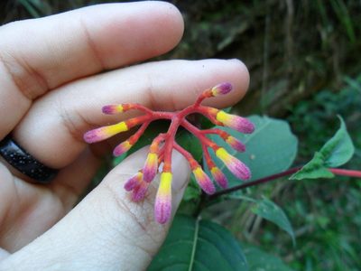 Palicourea marcgravii, photographed by Márcia Martins