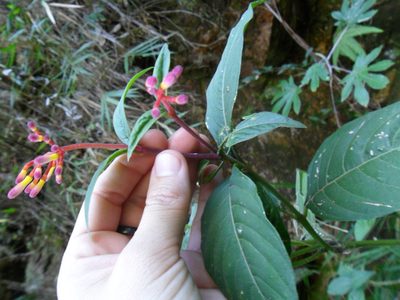 Palicourea marcgravii, photographed by Márcia Martins