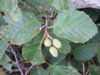 Alnus maximowiczii, photographed by Marco Mussita