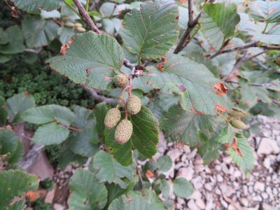 Alnus maximowiczii, photographed by Marco Mussita