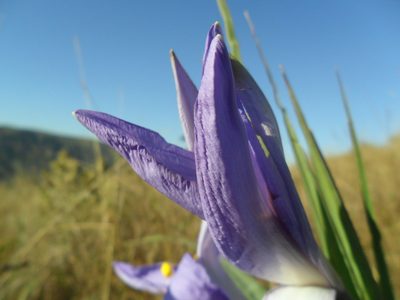 Vellozia glauca, photographed by Márcia Martins