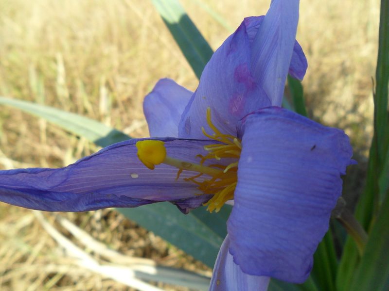 Vellozia glauca, photographed by Márcia Martins