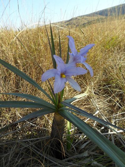 Vellozia glauca, photographed by Márcia Martins