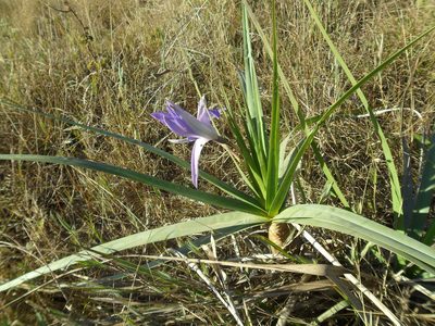 Vellozia glauca, photographed by Márcia Martins