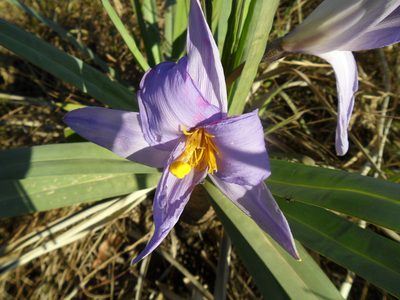Vellozia glauca, photographed by Márcia Martins
