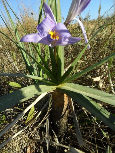 Vellozia glauca, photographed by Márcia Martins