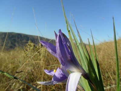 Vellozia glauca, photographed by Márcia Martins