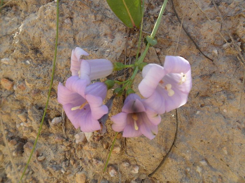 Irlbachia speciosa, photographed by Márcia Martins