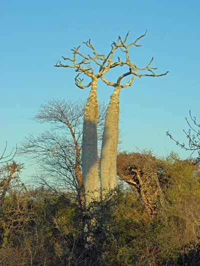 Pachypodium geayi, photographed by Louis Imbeau