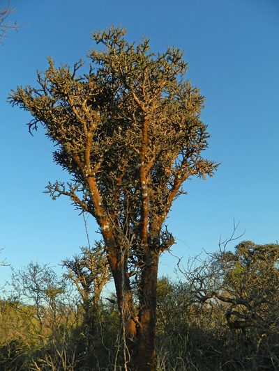 Alluaudia comosa, photographed by Louis Imbeau