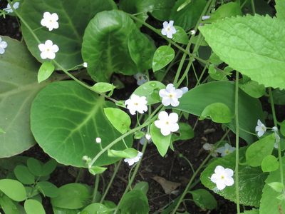 Trigonotis radicans, photographed by Repina Tatyana