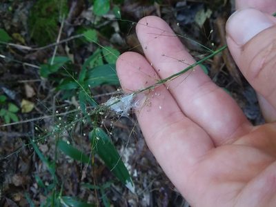 Dichanthelium polyanthes, photographed by Will McFarland