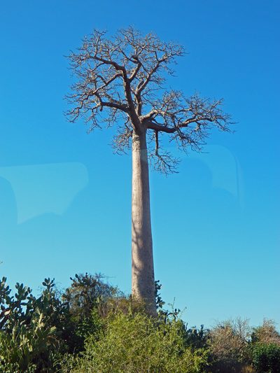 Adansonia za, photographed by Louis Imbeau