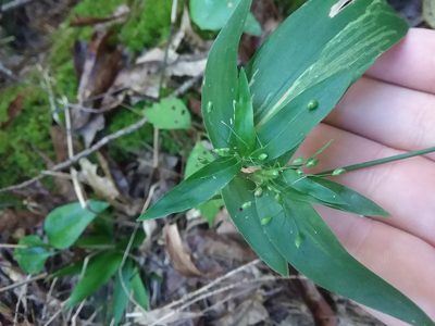 Dichanthelium commutatum, photographed by Will McFarland