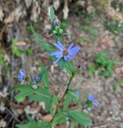 Symphyotrichum subspicatum, photographed by Brodie Cass Talbott