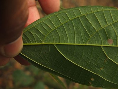 Mallotus rhamnifolius, photographed by Siddarth Machado