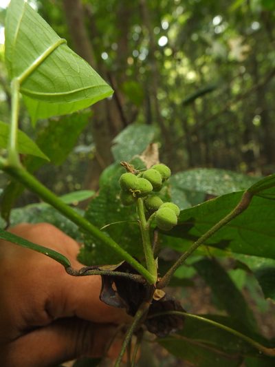 Mallotus rhamnifolius, photographed by Siddarth Machado