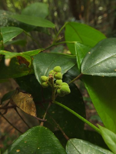 Mallotus rhamnifolius, photographed by Siddarth Machado