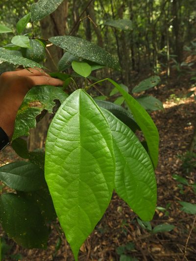 Mallotus rhamnifolius, photographed by Siddarth Machado