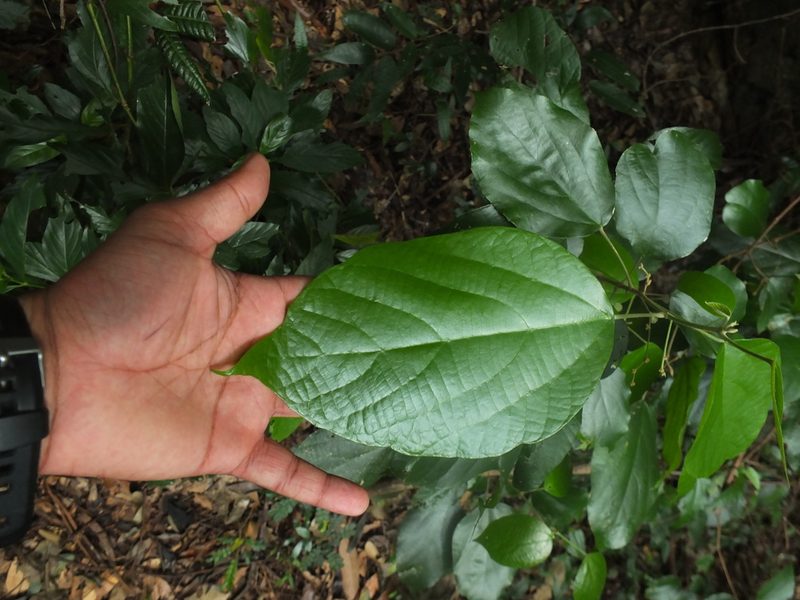 Mallotus rhamnifolius, photographed by Siddarth Machado