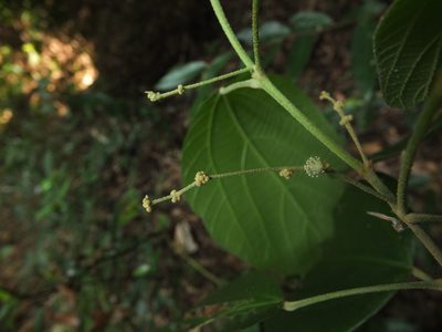 Mallotus rhamnifolius, photographed by Siddarth Machado