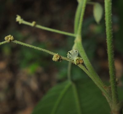 Mallotus rhamnifolius, photographed by Siddarth Machado