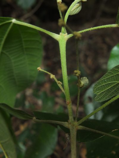 Mallotus rhamnifolius, photographed by Siddarth Machado
