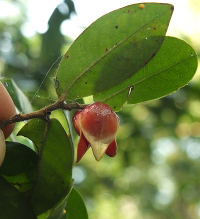 Miliusa indica, photographed by Siddarth Machado