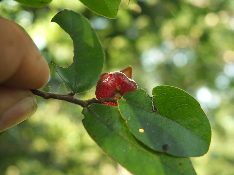 Miliusa indica, photographed by Siddarth Machado
