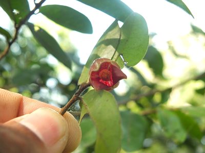 Miliusa indica, photographed by Siddarth Machado
