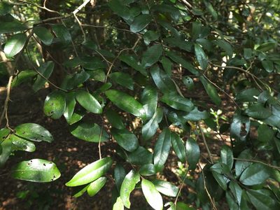 Miliusa indica, photographed by Siddarth Machado
