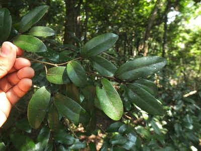 Miliusa indica, photographed by Siddarth Machado