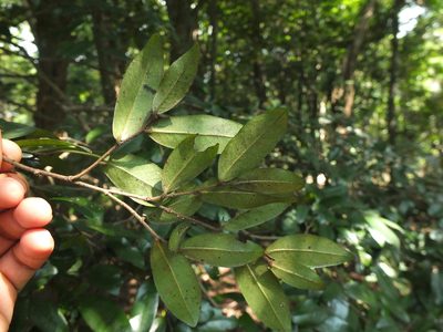 Miliusa indica, photographed by Siddarth Machado