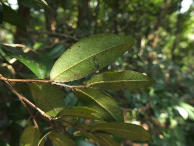Miliusa indica, photographed by Siddarth Machado