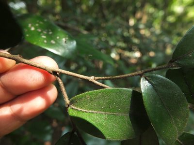 Miliusa indica, photographed by Siddarth Machado