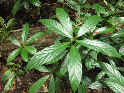 Oreocnide integrifolia, photographed by Siddarth Machado