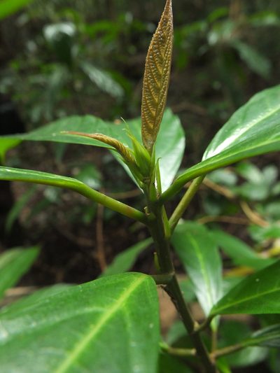 Oreocnide integrifolia, photographed by Siddarth Machado
