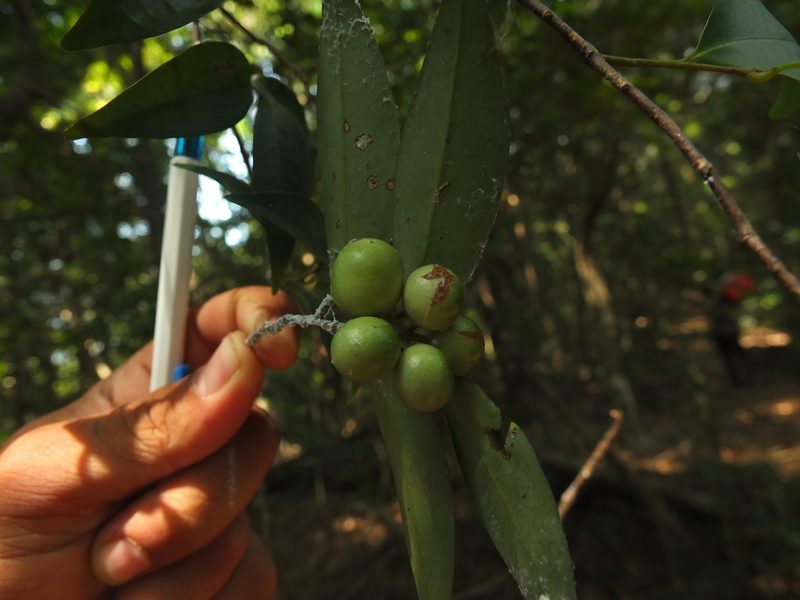 Orophea uniflora, photographed by Siddarth Machado