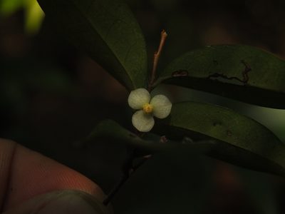 Orophea uniflora, photographed by Siddarth Machado