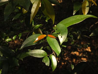Orophea uniflora, photographed by Siddarth Machado