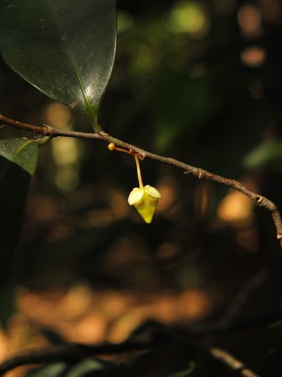 Orophea uniflora, photographed by Siddarth Machado