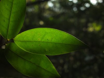 Orophea uniflora, photographed by Siddarth Machado