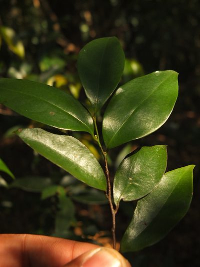 Orophea uniflora, photographed by Siddarth Machado